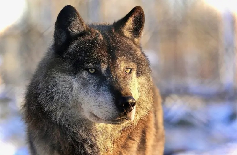 ▲Akela目前已是一隻青壯年期的灰狼，照片中能看到牠英挺的身姿。（圖／取自IG@blackcanadianwolf）