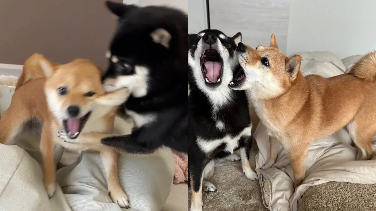 ▲一位日本飼主鍾愛柴柴，養了黑柴、赤柴各一隻，組成了一對柴犬姐妹，不過這兩位大小姐，卻常常互咬嘴邊肉。（圖／取自X@AsaMameshiba）