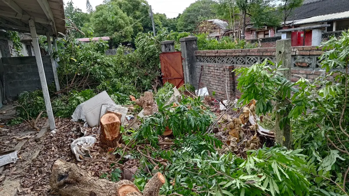 ▲光復新村被登錄為「文化景觀」，壯碩芒果樹遭到攔腰砍斷，(圖／李天生提供2023.12.28)