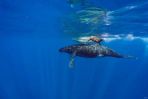 ▲彈頭的歌曲〈妳真的離開我了〉MV，有自潛與鯨魚同框的唯美畫面。（圖／美秀創意提供）