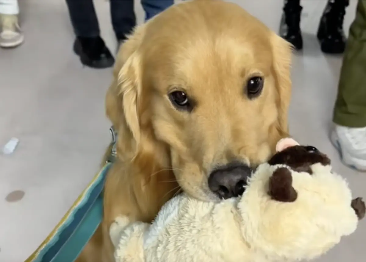 ▲主人帶著黃金獵犬「小Len」挑玩具，沒想到小Len品味特好，挑選到「玩偶界愛馬仕」。（圖／翻攝自抖音「金毛小Len」）