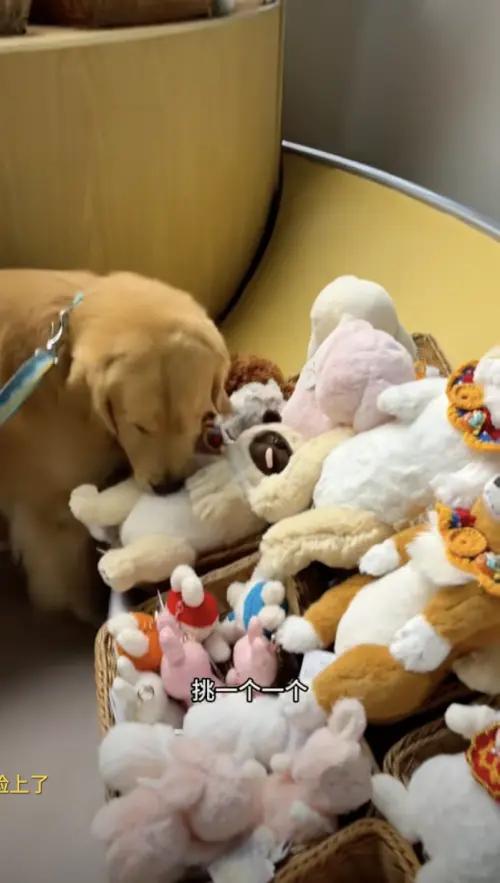 ▲主人帶著黃金獵犬「小Len」挑玩具,沒想到小Len品味特好,挑選到「玩偶界愛馬仕」。(圖/翻攝自小Len抖音) ▲主人帶著黃金獵犬「小Len」挑玩具,沒想到小Len品味特好,挑選到「玩偶界愛馬仕」。(圖/翻攝自小Len抖音)