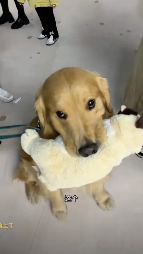 ▲主人帶著黃金獵犬「小Len」挑玩具,沒想到小Len品味特好,挑選到「玩偶界愛馬仕」。(圖/翻攝自小Len抖音) ▲主人帶著黃金獵犬「小Len」挑玩具,沒想到小Len品味特好,挑選到「玩偶界愛馬仕」。(圖/翻攝自小Len抖音)