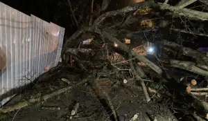 ▲台灣地理中心碑園區內大樹倒塌，民眾被壓。（圖／翻攝畫面）