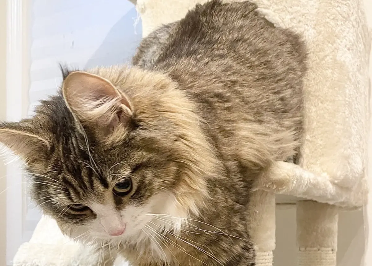 ▲挪威森林母貓Shiroan的體型比一般貓咪大上好幾倍，某天Shiroan竟因屁屁太大，卡在貓跳台洞口，甚至還「當場石化」等待救援。（圖／翻攝自X＠shiroan_chan）