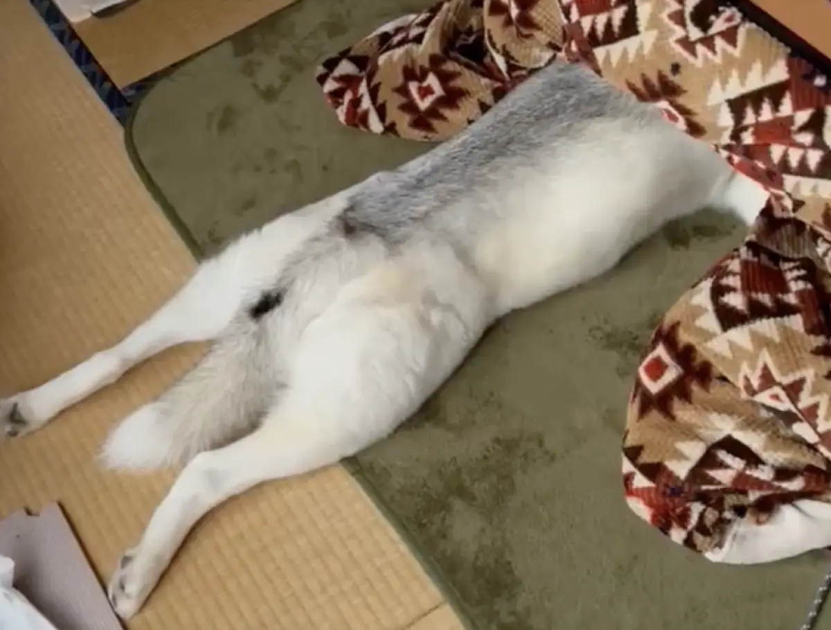 ▲日本一隻哈士奇Ashi怕冷到不行，不但喜歡在被窩取暖，更被主人出賣牠將頭埋進暖桌的模樣，直呼「牠回不去西伯利亞了…」（圖／翻攝自X）