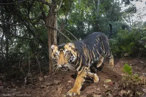 「黑老虎」絕美身姿被拍到！全球恐剩不到10隻　專家曝變異成因
