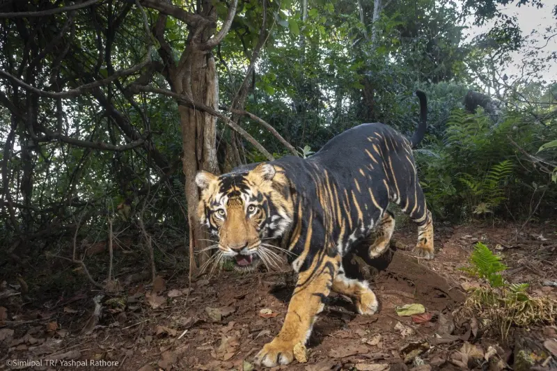 ▲印度林務局（IFS）官員卡斯萬（Parveen Kaswan）近期就分享，在當地保護區內捕捉到罕見的黑老虎的絕美身姿。（圖／取自X@ParveenKaswan）