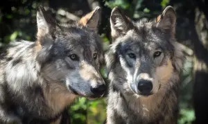 瑞士法院擱置撲殺野生狼群法！當地農民不滿　人狼生存戰陷入兩難
