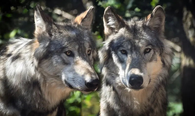 ▲瑞士法院暫時擱置撲殺野生狼群法案，引來當地高山農民不滿。由於野生狼群數量增加，襲擊農場牲畜的案例益發頻繁，成為人狼相爭的難題。（示意圖／翻攝自Pixabay）