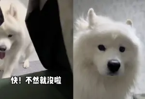 ▲薩摩耶大白興奮鑽進被窩,結果被臭屁攻擊,出來之後一臉傻眼看著飼主:信任呢?(圖/IG) ▲薩摩耶大白興奮鑽進被窩,結果被臭屁攻擊,出來之後一臉傻眼看著飼主:信任呢?(圖/IG)