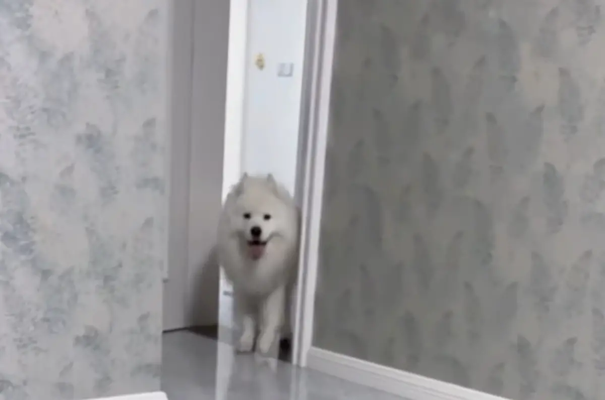 ▲一隻薩摩耶被飼主惡整，騙到棉被裡面放臭屁，本來開心的笑容瞬間收起。（圖/IG）