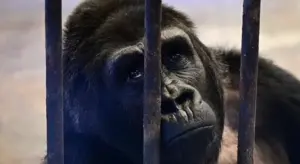 世上最孤獨猩猩獨囚40年！在狹小動物園度過聖誕節和跨年
