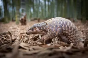 ▲BBC Earth進駐有線電視第18頻道，1月份播出《小動物的生命奇蹟》。（圖／BBC Studios提供）