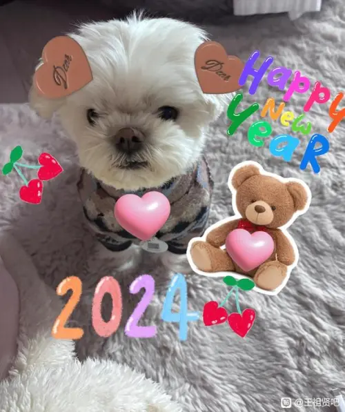 ▲▼王祖賢讓愛犬替自己露臉,向大家拜早年。(圖/翻攝自王祖賢百度貼吧) ▲▼王祖賢讓愛犬替自己露臉,向大家拜早年。(圖/翻攝自王祖賢百度貼吧)