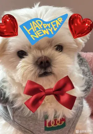 ▲王祖賢讓愛犬替自己露臉,向大家拜早年。(圖/翻攝自王祖賢百度貼吧) ▲王祖賢讓愛犬替自己露臉,向大家拜早年。(圖/翻攝自王祖賢百度貼吧)