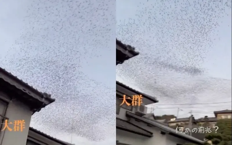 ▲日本網友發現，早在地震發生前2天（12月30日）日本各地出現大量烏鴉、鳥群盤旋天空，數量高達上千至上萬隻。（圖／翻攝自推特）