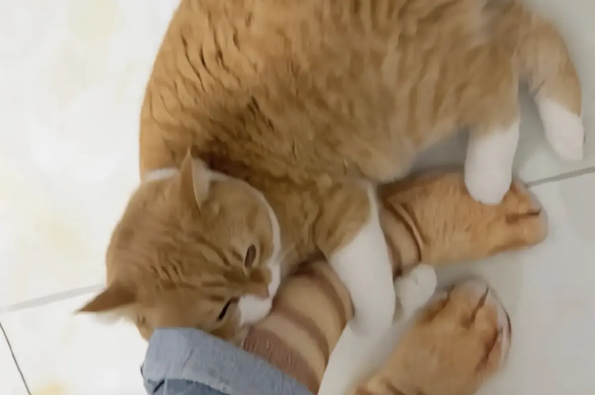 ▲中國有飼主在網路上購買貓咪花色的襪子，還穿上去特別秀給愛貓看，一隻胖橘貓看到立刻上前抱住奴才的腳，說什麼也不肯放開。（圖／翻攝自微博）