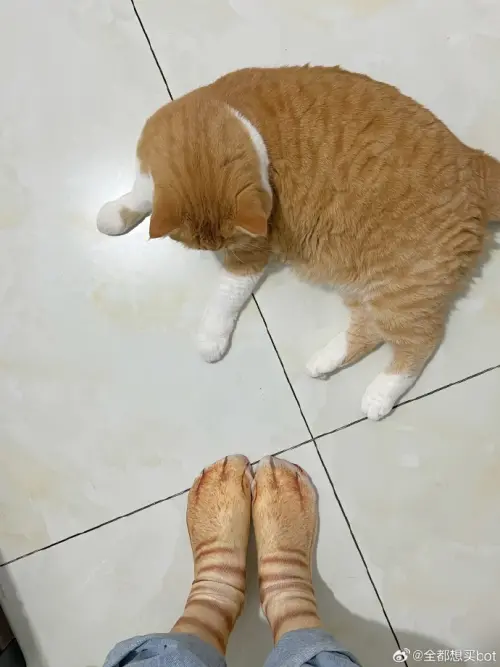 ▲中國有飼主在網路上購買貓咪花色的襪子，還穿上去特別秀給愛貓看，一隻胖橘貓看到立刻上前抱住奴才的腳，說什麼也不肯放開。（圖／翻攝自微博）