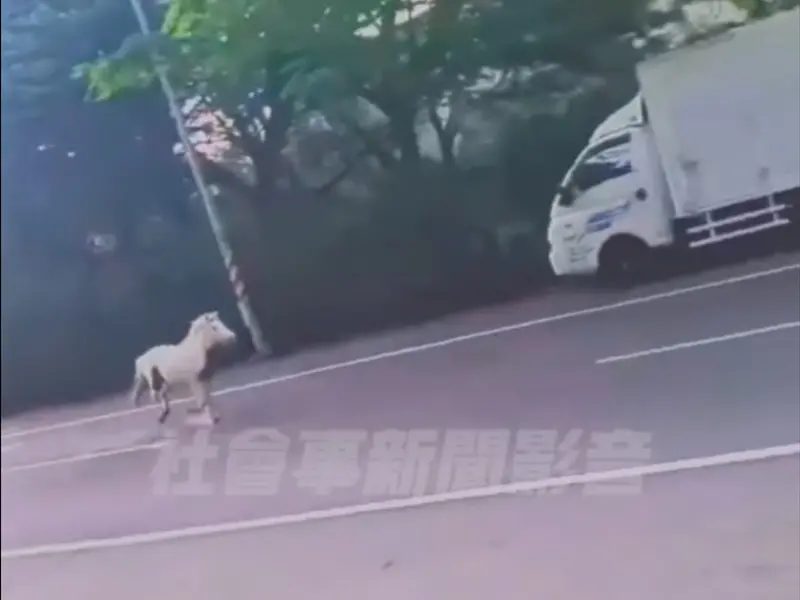 ▲網路社群上流傳在台南市仁德區保生東路上，有白馬在路上逆向狂奔（圖／翻拍社會事新聞影音）