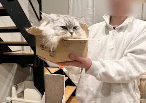 貓咪塞進小紙箱「只剩一顆頭」！主人靠近一看傻眼了：真的是液體
