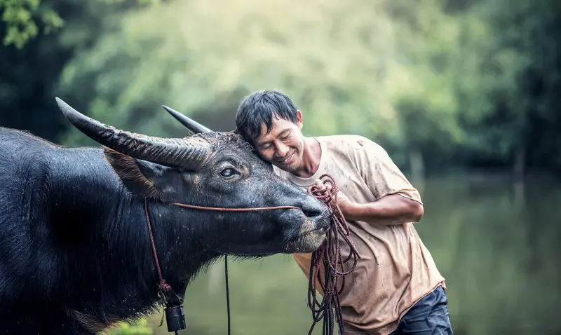 ▲泰國的水牛為農夫耕田，因此當地人普遍有不吃水牛的習慣。（圖／取自Pixabay）