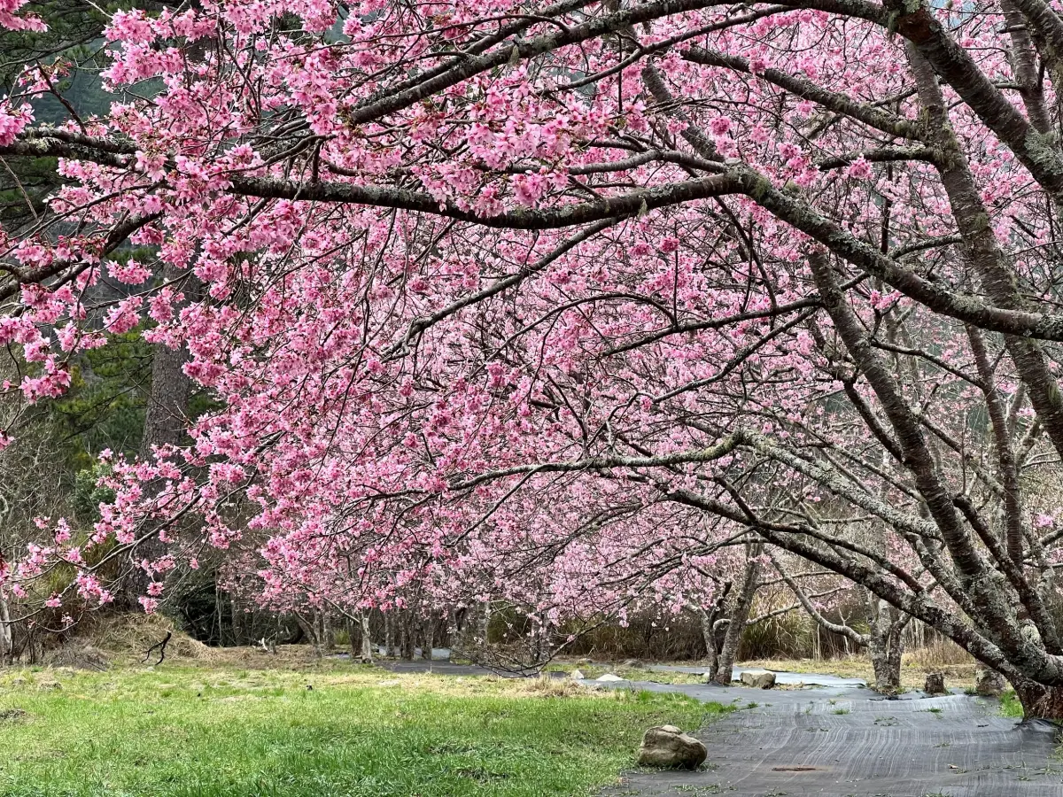 ▲公路局自2月7日（星期三）下午至2月14日止，將執行春節連續假期交通疏運計畫。（圖／公路局提供）