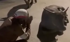 沒辦法上班！泰國警察膜拜擋道路水牛　超逗趣影片引熱議
