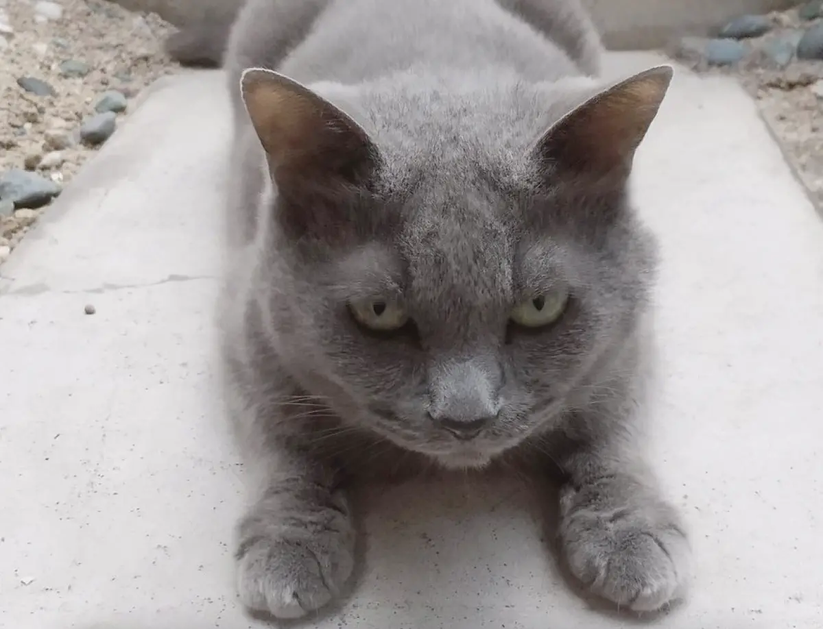 ▲日本一名網友的愛貓過世了，貓貓上天堂後，終於在2個月後進到他的夢中相見，一人一貓在夢中的對話曝光後，讓24萬人全感動落淚。（圖／翻攝自X）