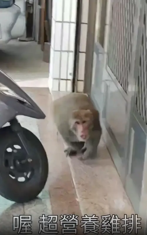 ▲近日一名網友在高雄市區看到台灣獼猴，他跟在後面拿手機拍下畫面，還忍不住偷嗆「好肥喔」。（圖／翻攝自爆料公社）