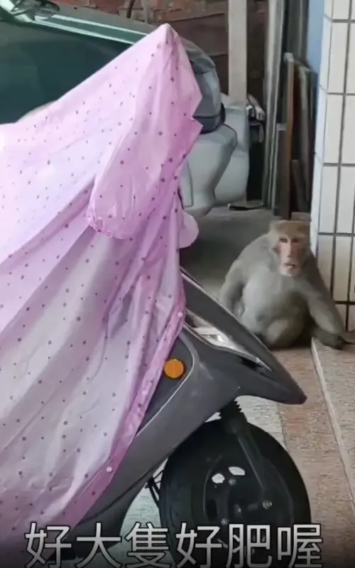 ▲近日一名網友在高雄市區看到台灣獼猴，他跟在後面拿手機拍下畫面，還忍不住偷嗆「好肥喔」。（圖／翻攝自爆料公社）