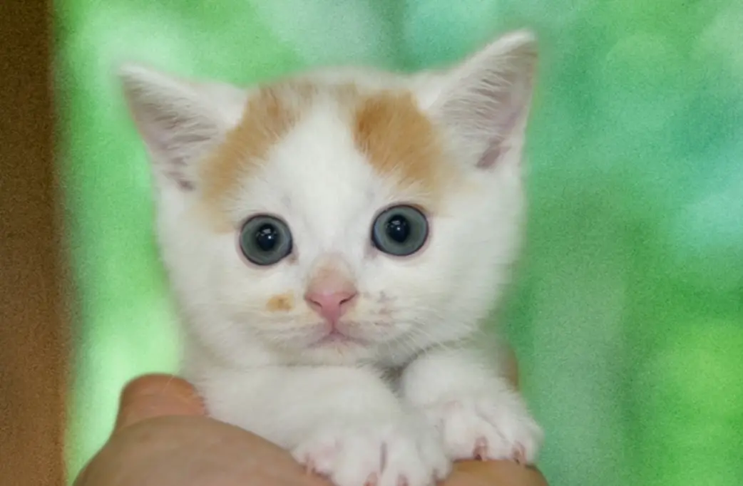 ▲國外一名飼主分享自家愛貓小時候相當仙氣可愛，還被鄰居稱讚是「絕世美貓」，結果長大卻走鐘。（圖/X）