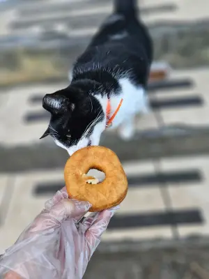 ▲奧里奧超喜歡甜甜圈。（圖／取自臉書Chickenbutt Donuts）
