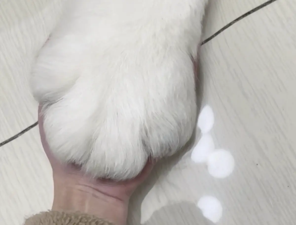 ▲中國一名女飼主近日在社群平台曬出自家毛孩，只見她和寵物狗狗的體型竟差異驚人，狗狗光是肉掌就比主人的手掌還大，體型更是巨大不已。（圖／取自小紅書「三順和順意的朋友圈」）