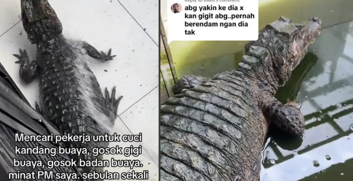 ▲一名大馬網紅希望找人每個月幫「寵物鱷魚」刷澡，並願意以月薪1500令吉（約等同於新台幣1萬元）作為代價。（圖／翻攝自TikTok@khairuljohari27）
