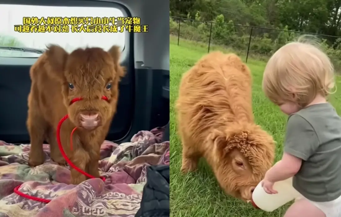 ▲國外一名飼主帶回小牛養育，結果長大之後長出兩個強壯的牛角，還會躺在大腿撒嬌。（圖/YT@熱心的鄰家小迪）