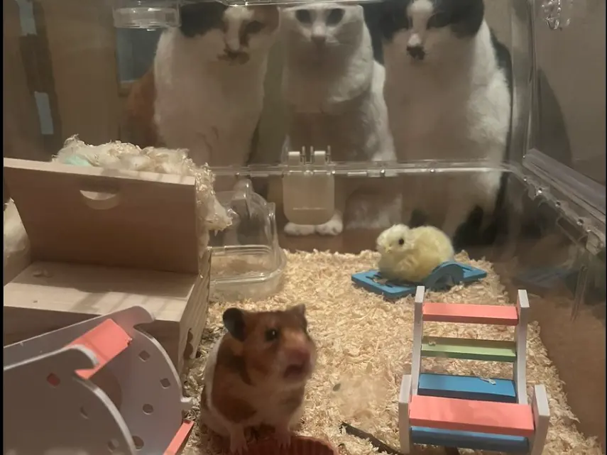 ▲有位日本飼主，帶著小倉鼠回到老家跨年，沒想到父母家養的3隻貓咪，卻直接在倉鼠籠外集合緊盯著。（圖／取自X@mermaidk_hanuru）