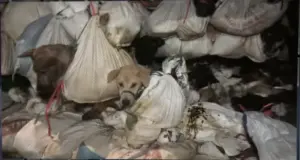 226隻狗險成食物!印尼警方破獲屠狗廠 畫面怵目驚心