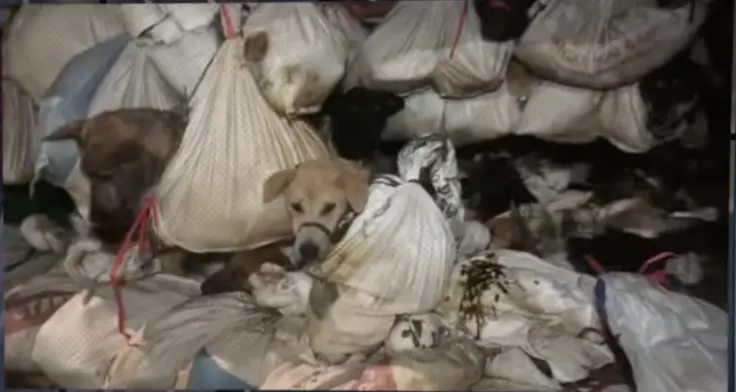 ▲印尼一家屠狗廠被警方破獲，救出226隻無辜的狗狗。（圖／翻攝自youtube）