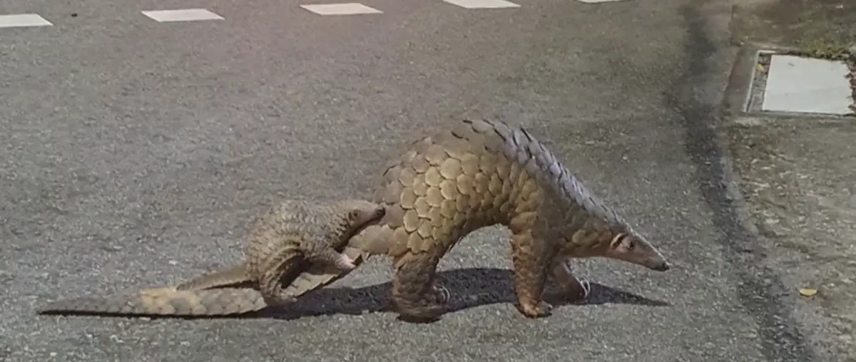 ▲野生穿山甲母子過馬路，被人拍下後放上網路，引起新加坡網友的熱議。（圖／翻攝自X）