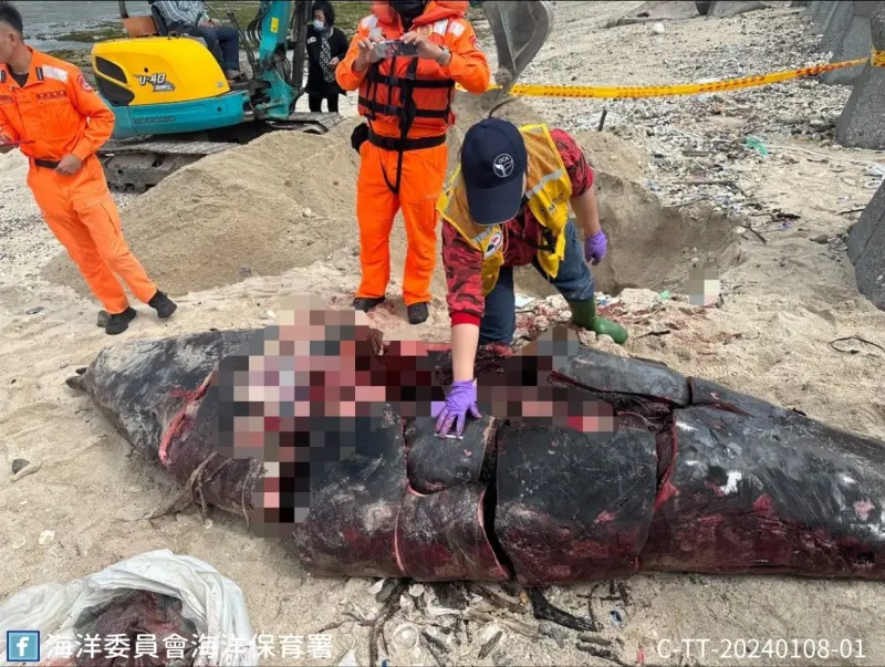 綠島稀有鯨豚遭割肉　民眾協助破案獎勵金最高20萬元