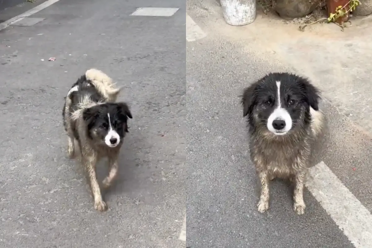 ▲中國女網友在家門口，遇到一隻渾身都是髒泥的狗狗遊蕩，忍不住嘲笑「這誰家的狗？」沒想到她下秒就立刻認出來，牠正是自家毛小孩「沈小花」。（圖／翻攝自微博）