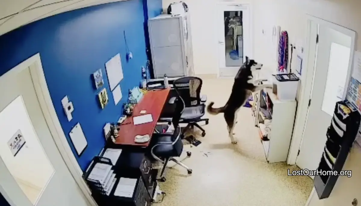 ▲美國動物收容所某天凌晨辦公室突然警報大響，兇嫌居然一隻哈士奇，突破狗舍在辦公室「拆家」翻找零食。（圖／翻攝自臉書粉專「Lost Our Home Pet Rescue」）