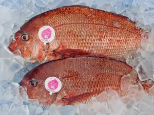▲吃膠原蛋白長大的膠原鯛，魚身色澤鮮豔且相較其他鯛魚更不易變色。（圖／LOPFAIT 樂斐法式餐廳提供）