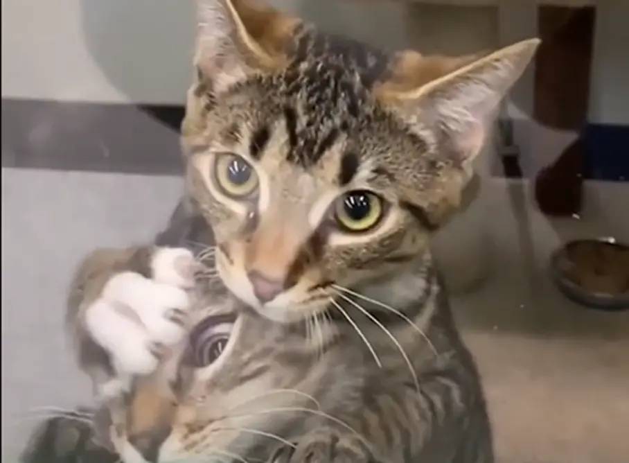 ▲有網友在收容所卻看到後宮妃子在皇帝面前爭寵一般的畫面。（圖／取自微博）