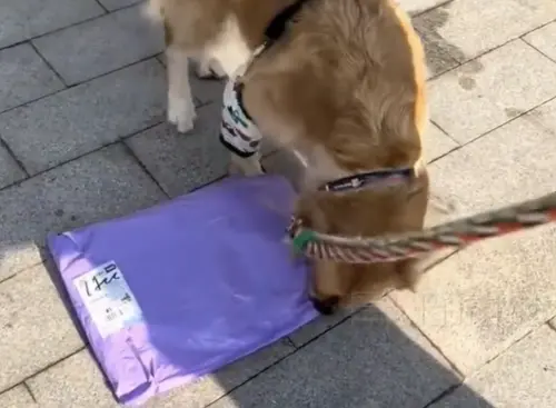 ▲中國一名女飼主養了黃金獵犬,某天她拿完包裹帶毛孩散步回家時,要求愛狗幫忙拿包裹,沒想到阿金下秒直接叼起包裹「過肩摔」,態度相當兇狠。(圖/翻攝自微博) ▲中國一名女飼主養了黃金獵犬,某天她拿完包裹帶毛孩散步回家時,要求愛狗幫忙拿包裹,沒想到阿金下秒直接叼起包裹「過肩摔」,態度相當兇狠。(圖/翻攝自微博)