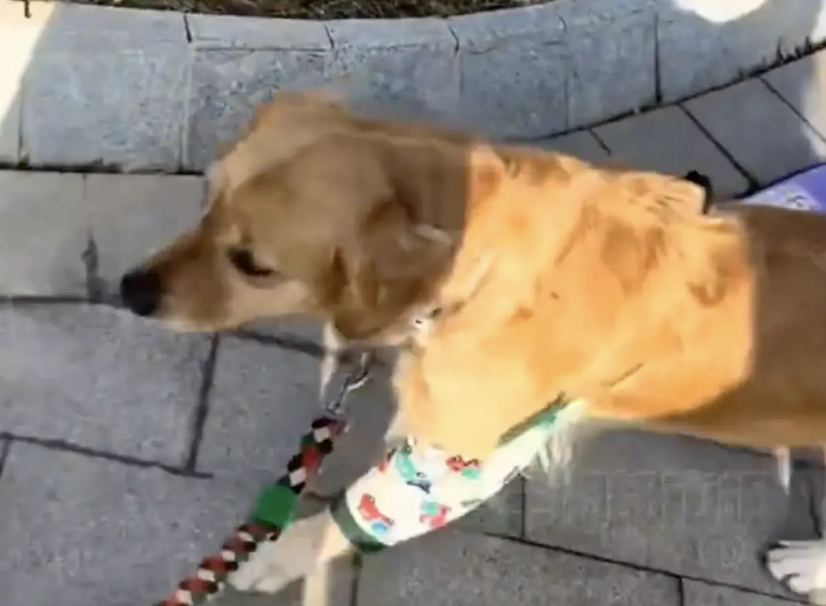 ▲中國一名女飼主養了黃金獵犬，某天她拿完包裹帶愛狗散步回家時，要求毛孩幫忙拿包裹，沒想到阿金下秒直接叼起包裹「過肩摔」，態度相當兇狠。（圖／翻攝自微博）