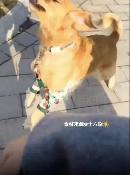 ▲中國一名女飼主養了黃金獵犬，某天她拿完包裹帶毛孩散步回家時，要求愛狗幫忙拿包裹，沒想到阿金下秒直接叼起包裹「過肩摔」，態度相當兇狠。（圖／翻攝自微博）