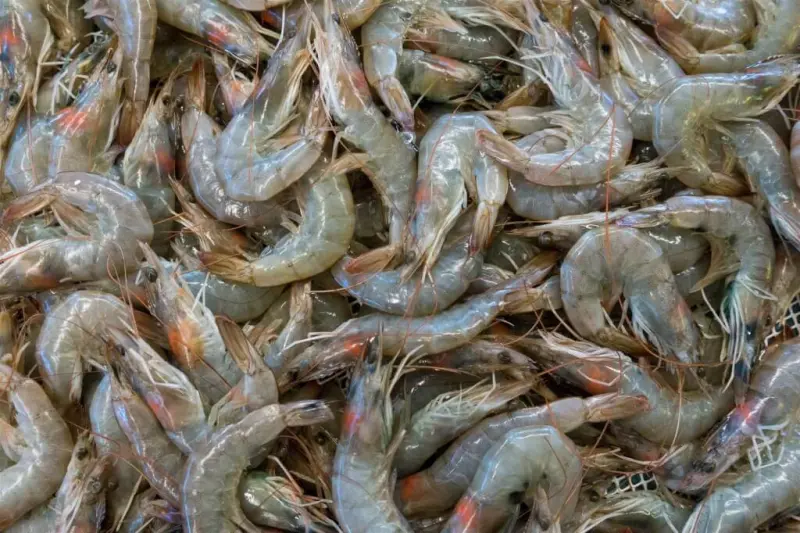 與台斷交衝擊！宏都拉斯6成白蝦養殖場倒閉