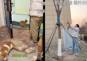 ▲社區裡浪貓「果汁」日前上門蹭飯,嚇到橘貓大麥,結果這回大麥白目爬樹,飼主找來果汁大佬助陣!果然成功把大麥逼下樹。(圖/微博) ▲社區裡浪貓「果汁」日前上門蹭飯,嚇到橘貓大麥,結果這回大麥白目爬樹,飼主找來果汁大佬助陣!果然成功把大麥逼下樹。(圖/微博)